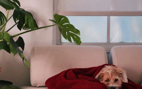 SODHG - Living Room Design