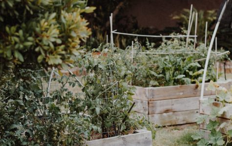 How to Complete a Landscape Design Project on Your Own? | SOD Home Group